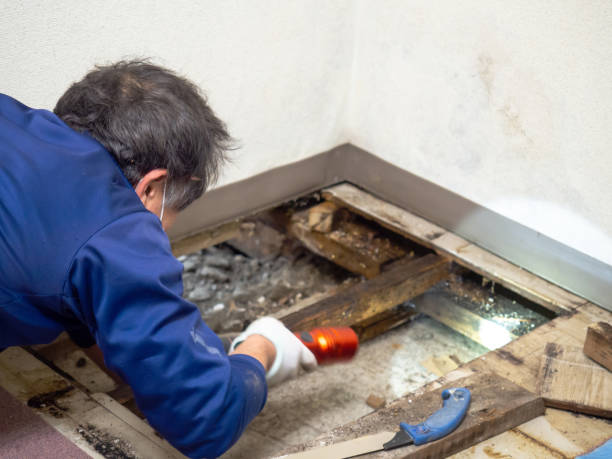Best Commercial Mold Removal  in Gresham Park, GA