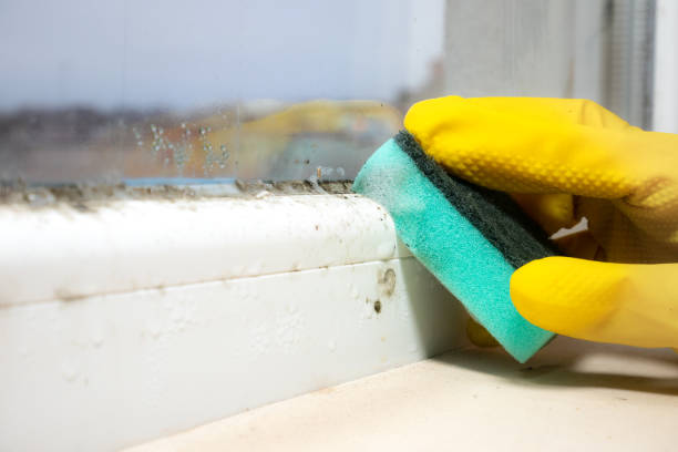 Best Commercial Mold Removal  in Gresham Park, GA