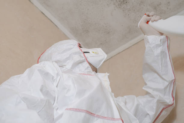 Best Black Mold Removal  in Gresham Park, GA