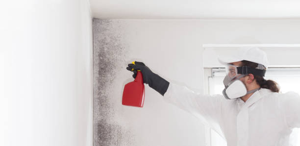 Best Same-Day Mold Removal  in Gresham Park, GA