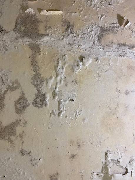 Trusted Gresham Park, GA Mold Removal Experts