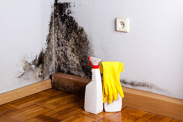 Best Toxic Mold Removal  in Gresham Park, GA