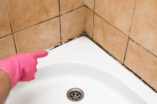 Best Toxic Mold Removal  in Gresham Park, GA