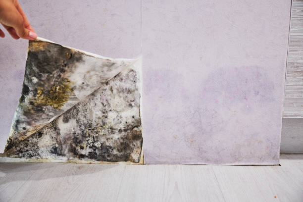 Best Same-Day Mold Removal  in Gresham Park, GA